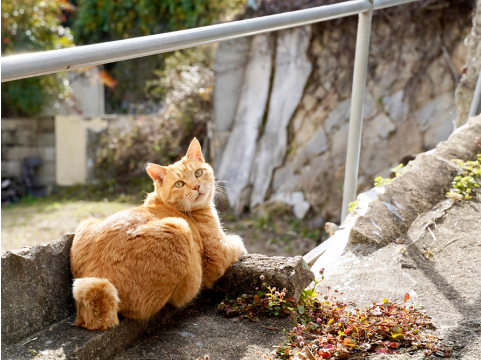 茶色い猫がこちらを見ている写真